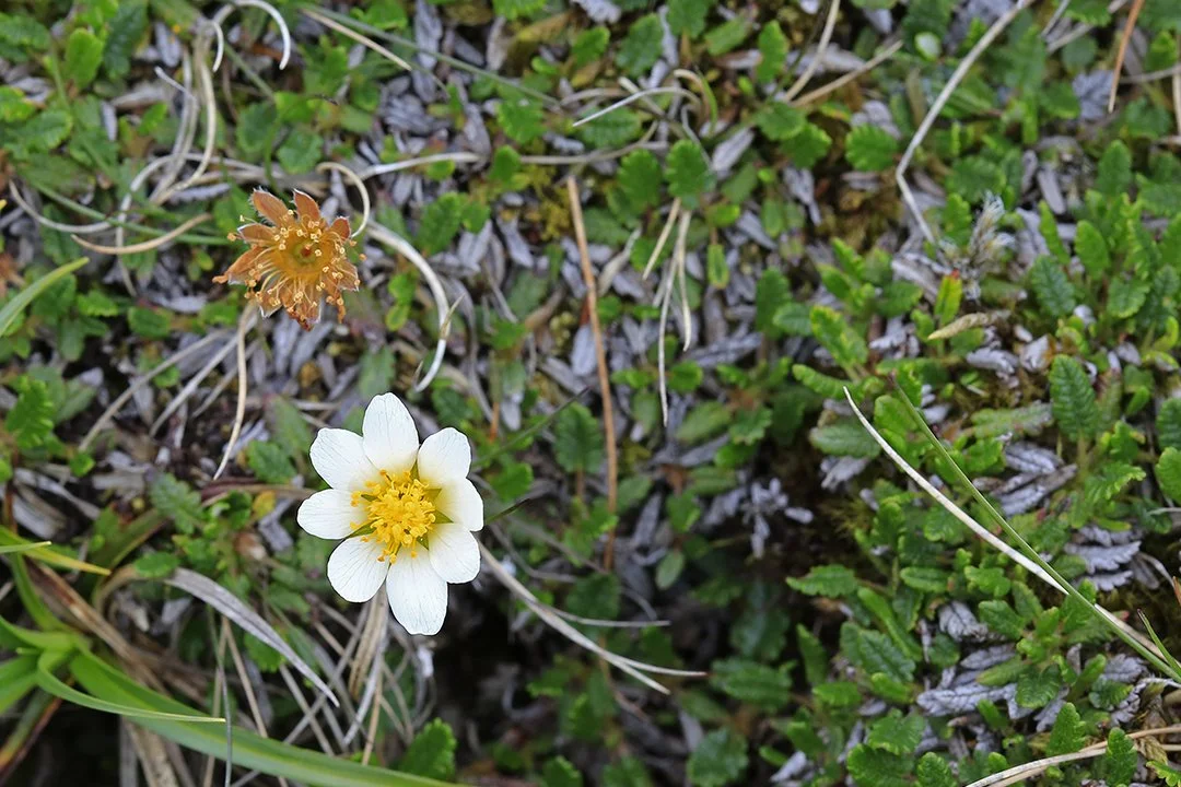 Mountain Avens: flower and seed head