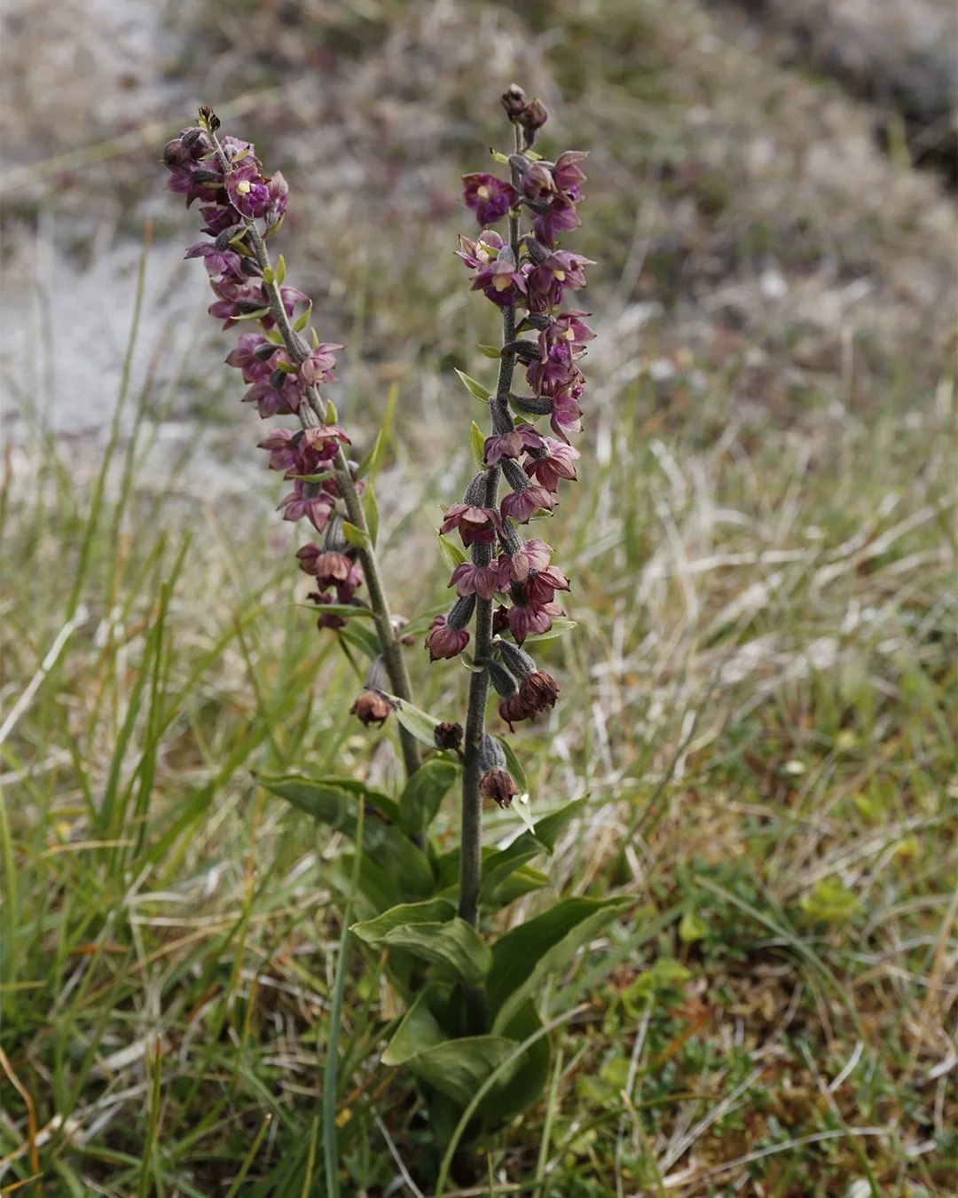 Dark-red Helleborine