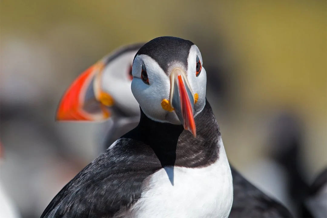 A pair of Puffins