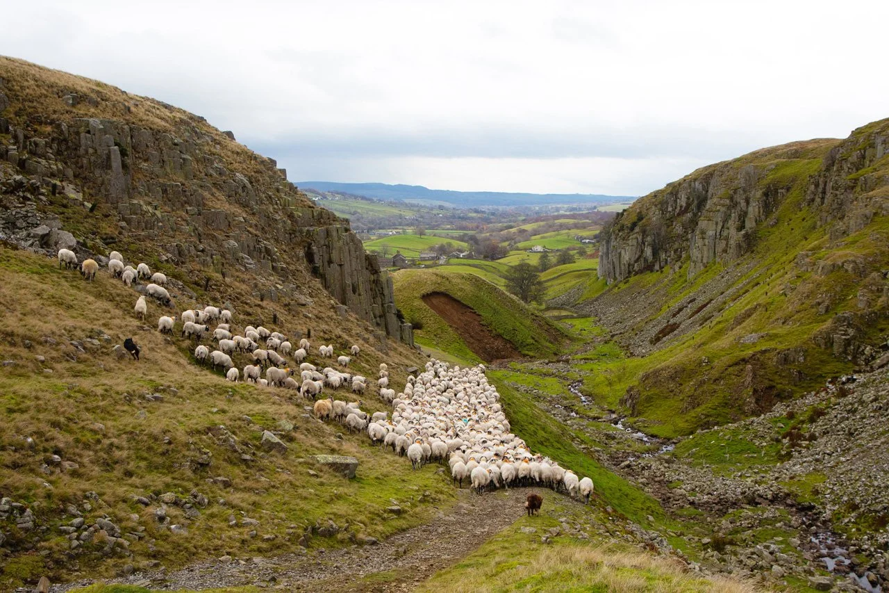 Gathering sheep at Holwick Scars