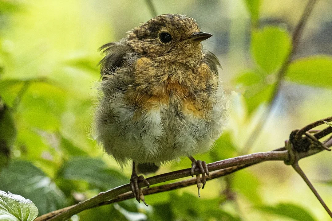 Juvenile Robin