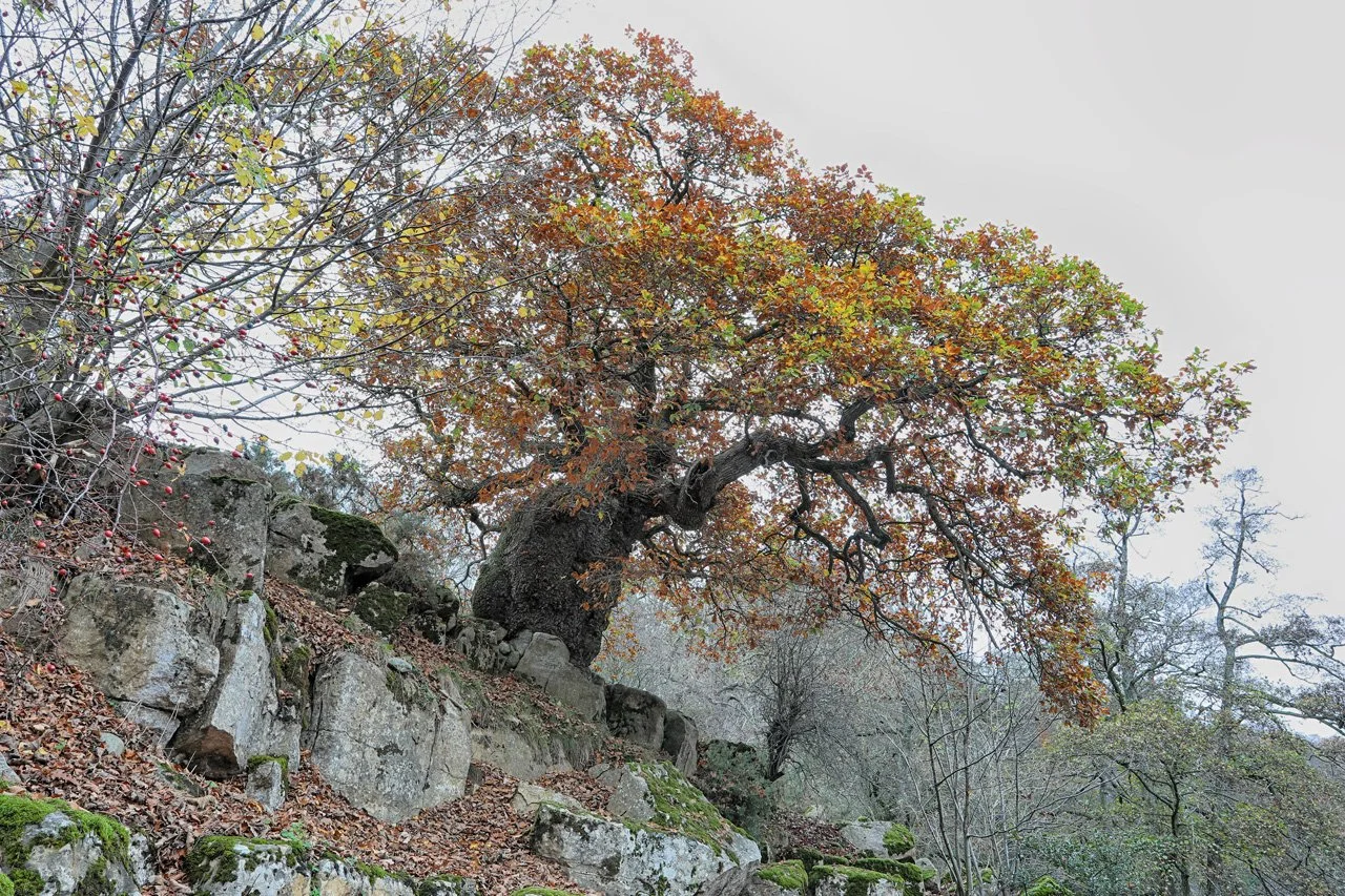 0C8A9292 (HDR Efex Pro2)(30x20).jpg