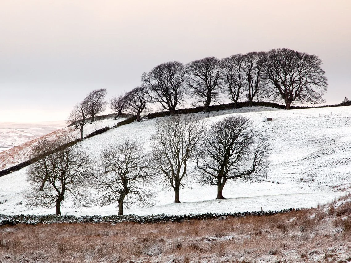 Bare trees on a snowy hill