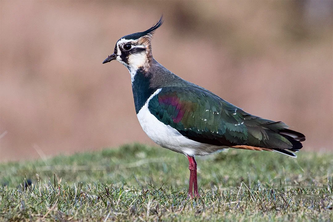 Lapwing, showing iridescent plumage