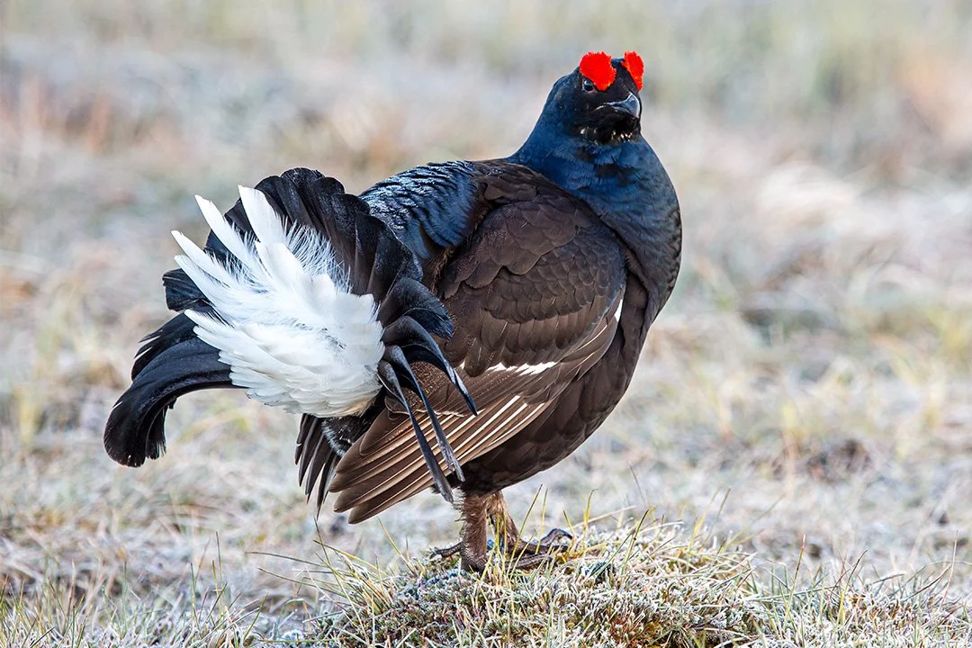 Black Grouse cock