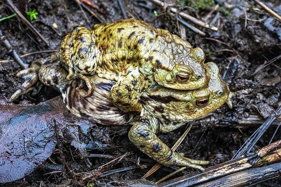 Pair of Toads at breeding pond