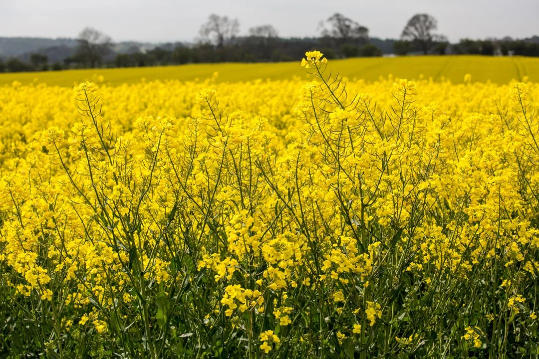 Oil seed rape in lower Teesdale