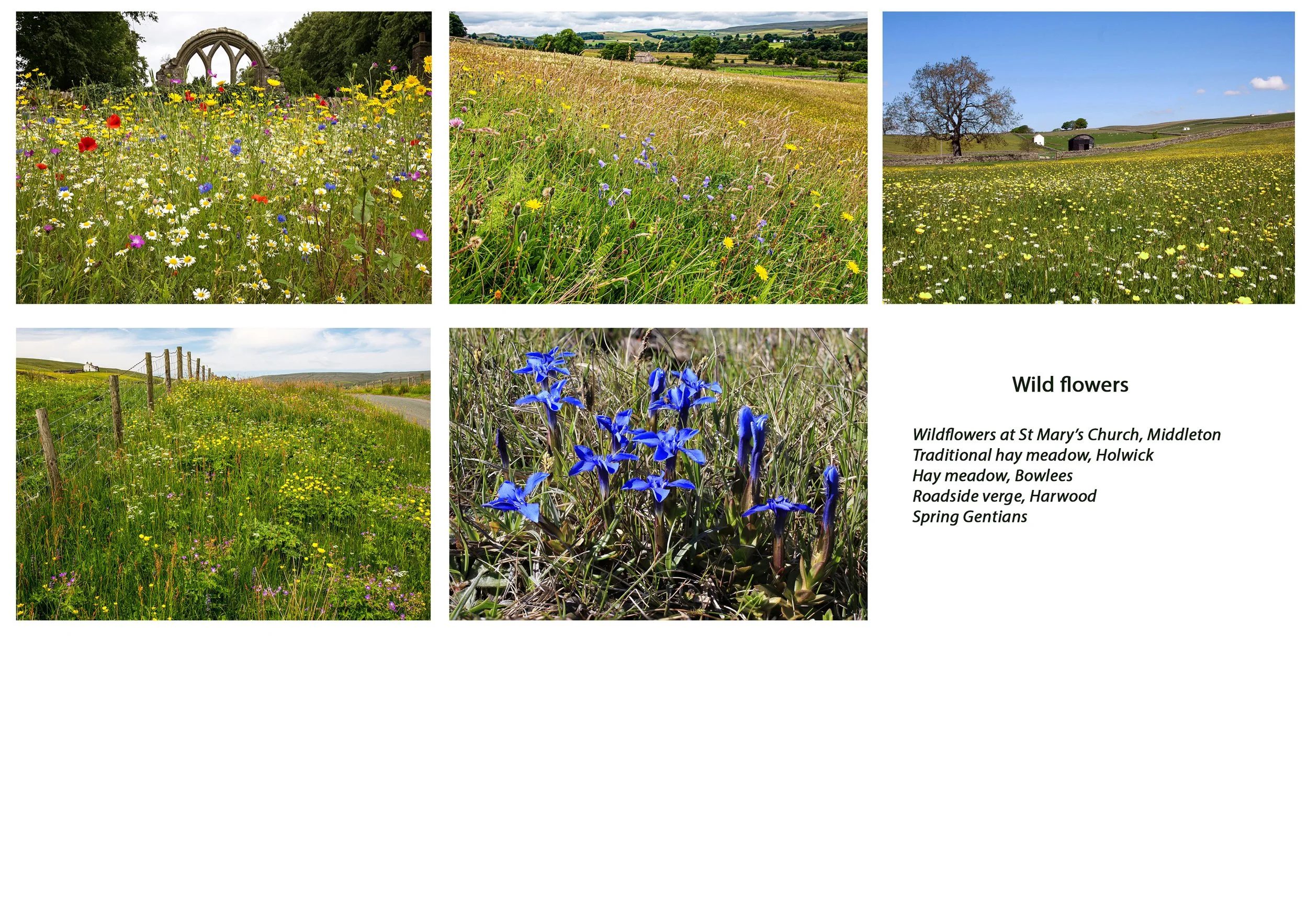 Greeting  cards, Wild flowers set