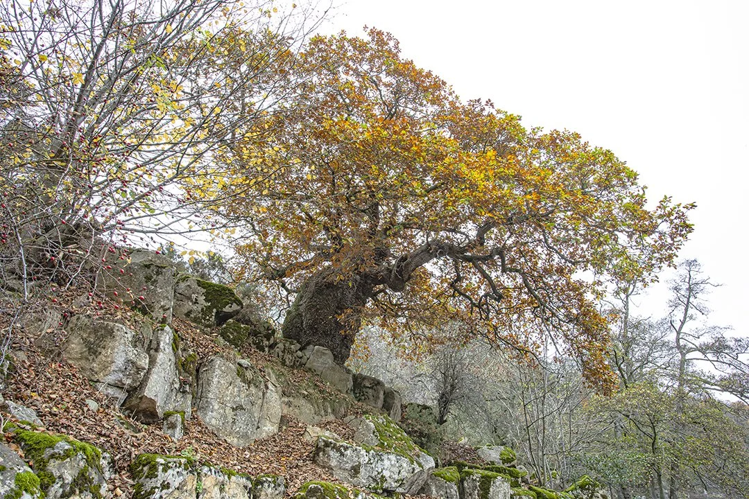 0C8A9289 (1080x720).jpg