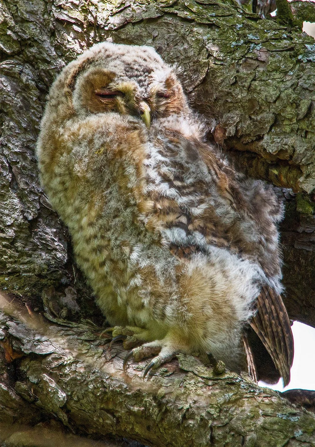 Tawny Owl fledgling