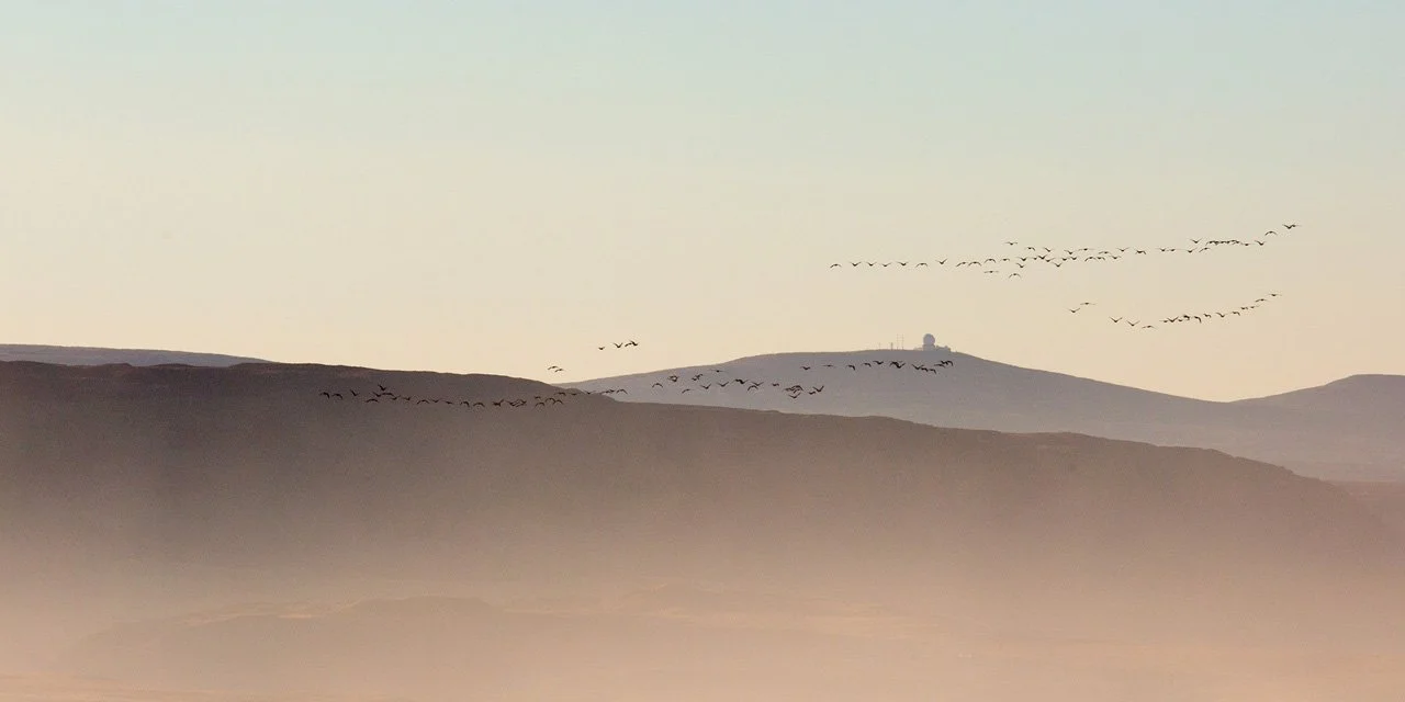 Geese flying above mist 