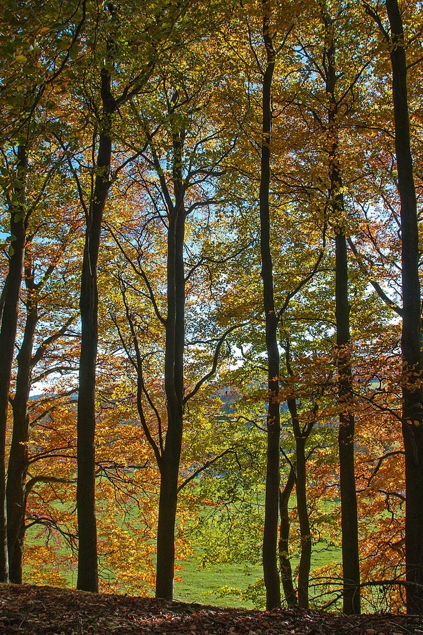Beeches, Wynch Bank (20x30).jpg