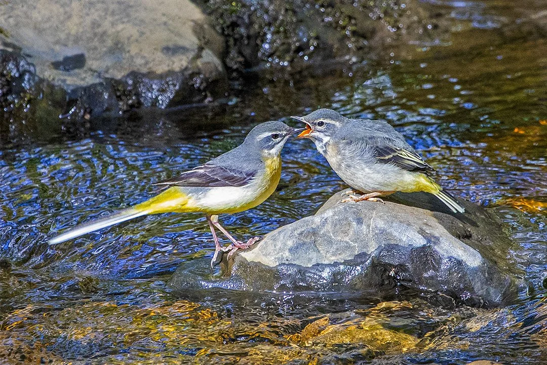 Grey Wagtail feeding chick