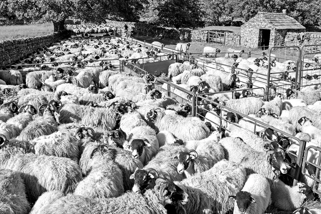 Gathered for sorting