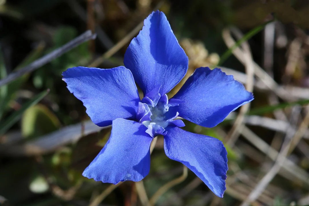 Spring Gentian flower, close up