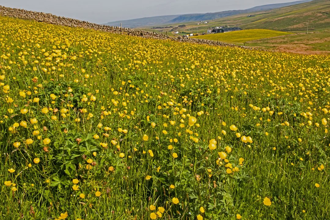 Globeflowers, Harwood