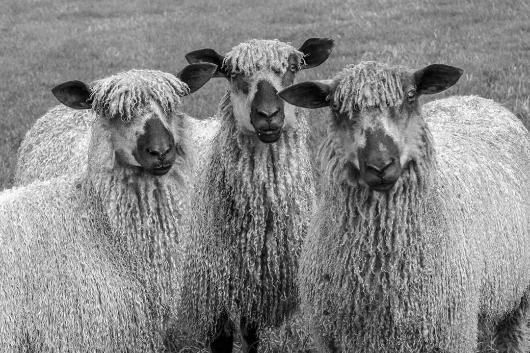 Trio of Teeswaters (B&W