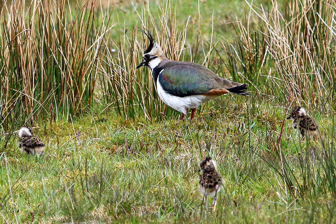 Lapwing with three chicks