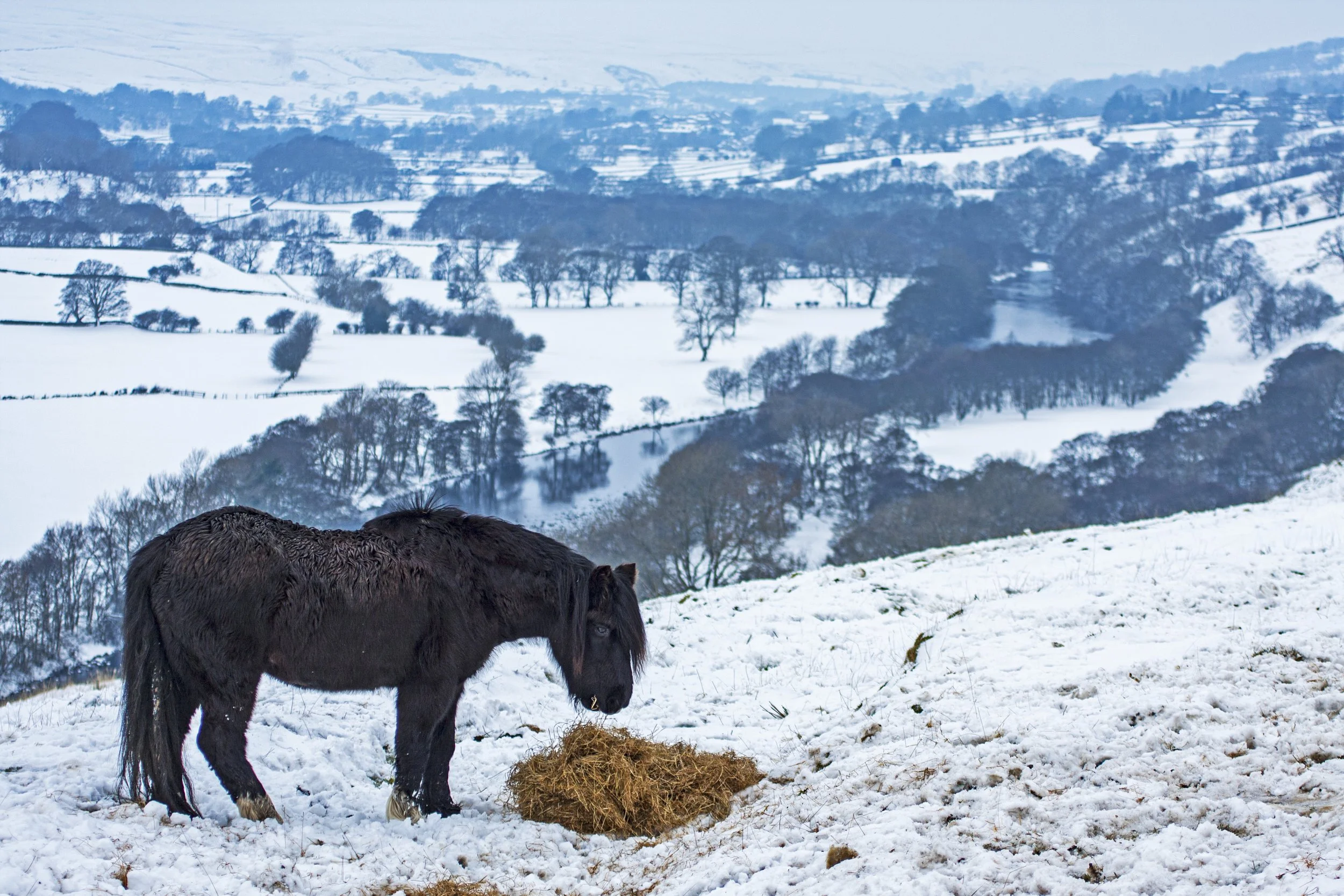 Pony at Whistle Crag