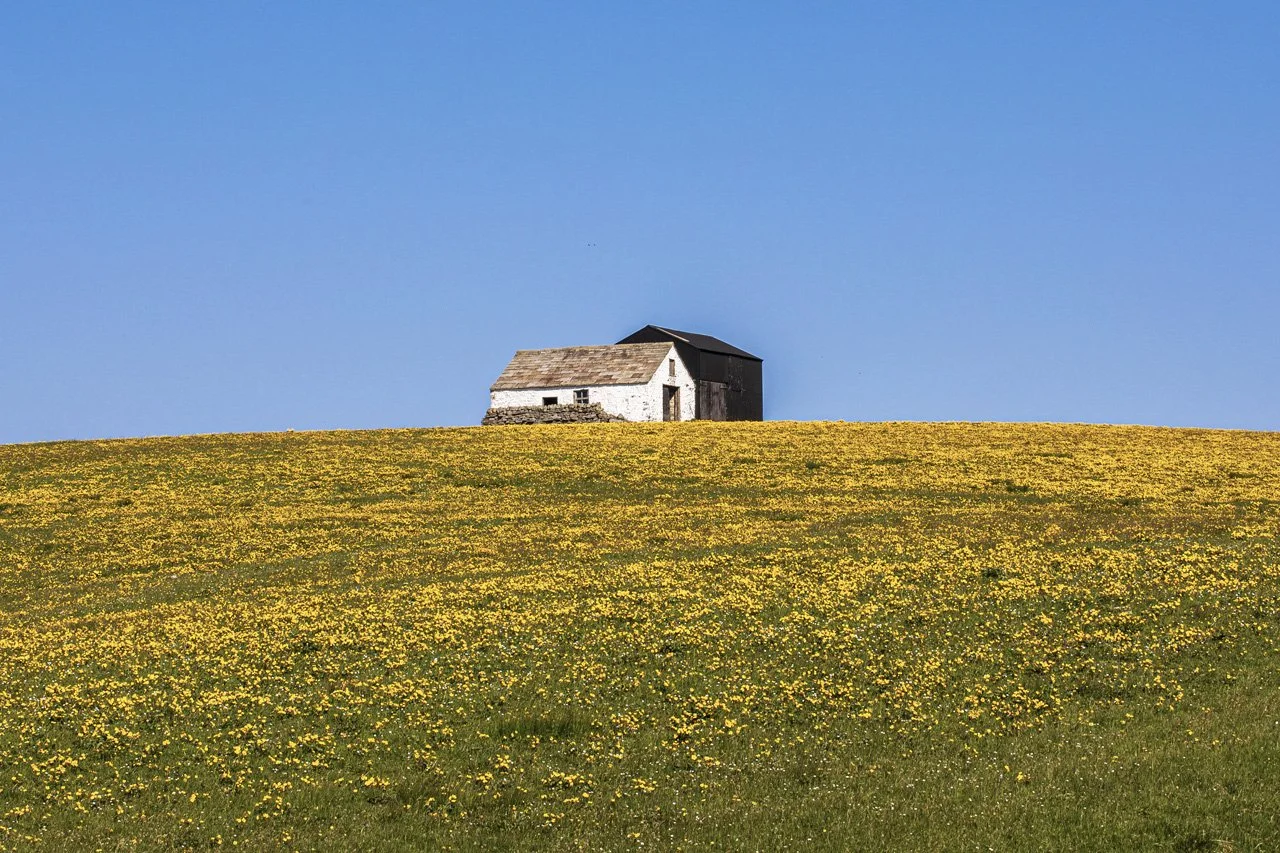 Teesdale barn with Marsh Marigolds