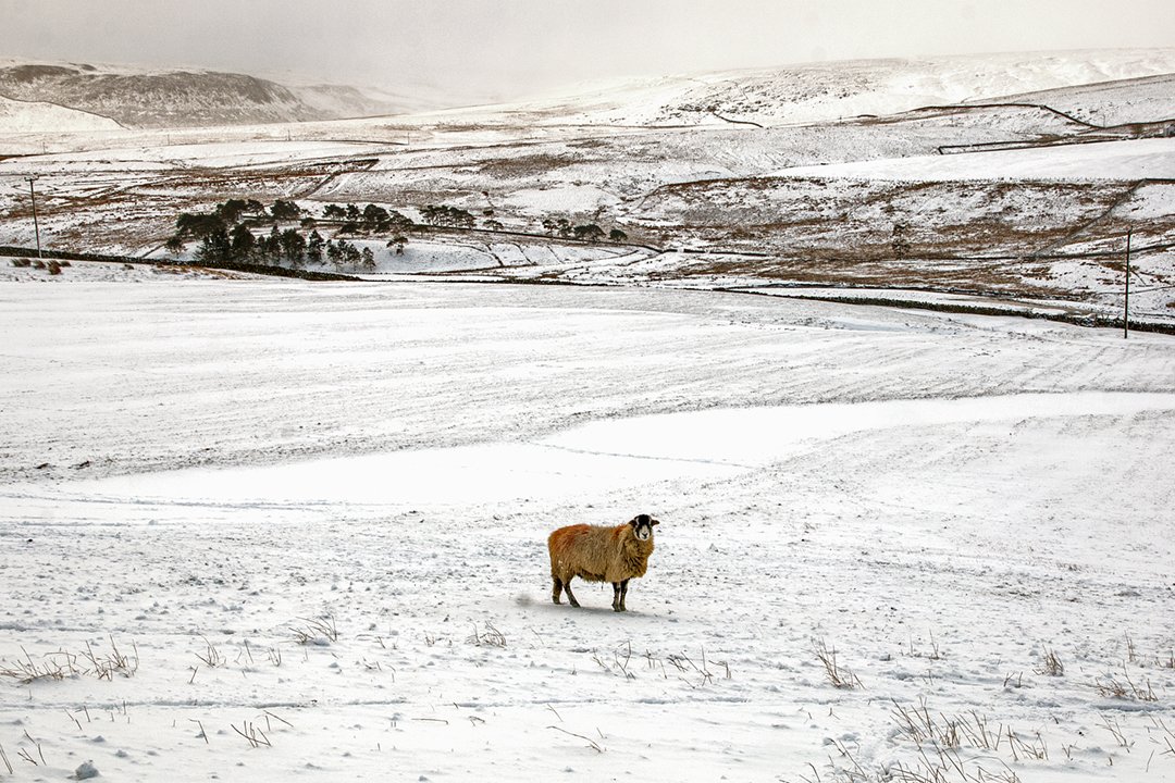 Lone sheep in snowy landscape