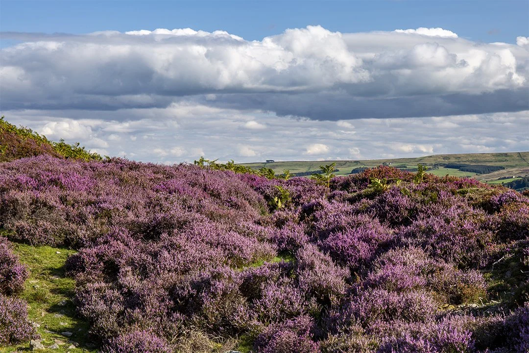 Heather above Stanhope