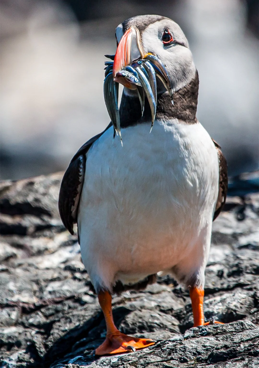 Sand Eels for dinner #2