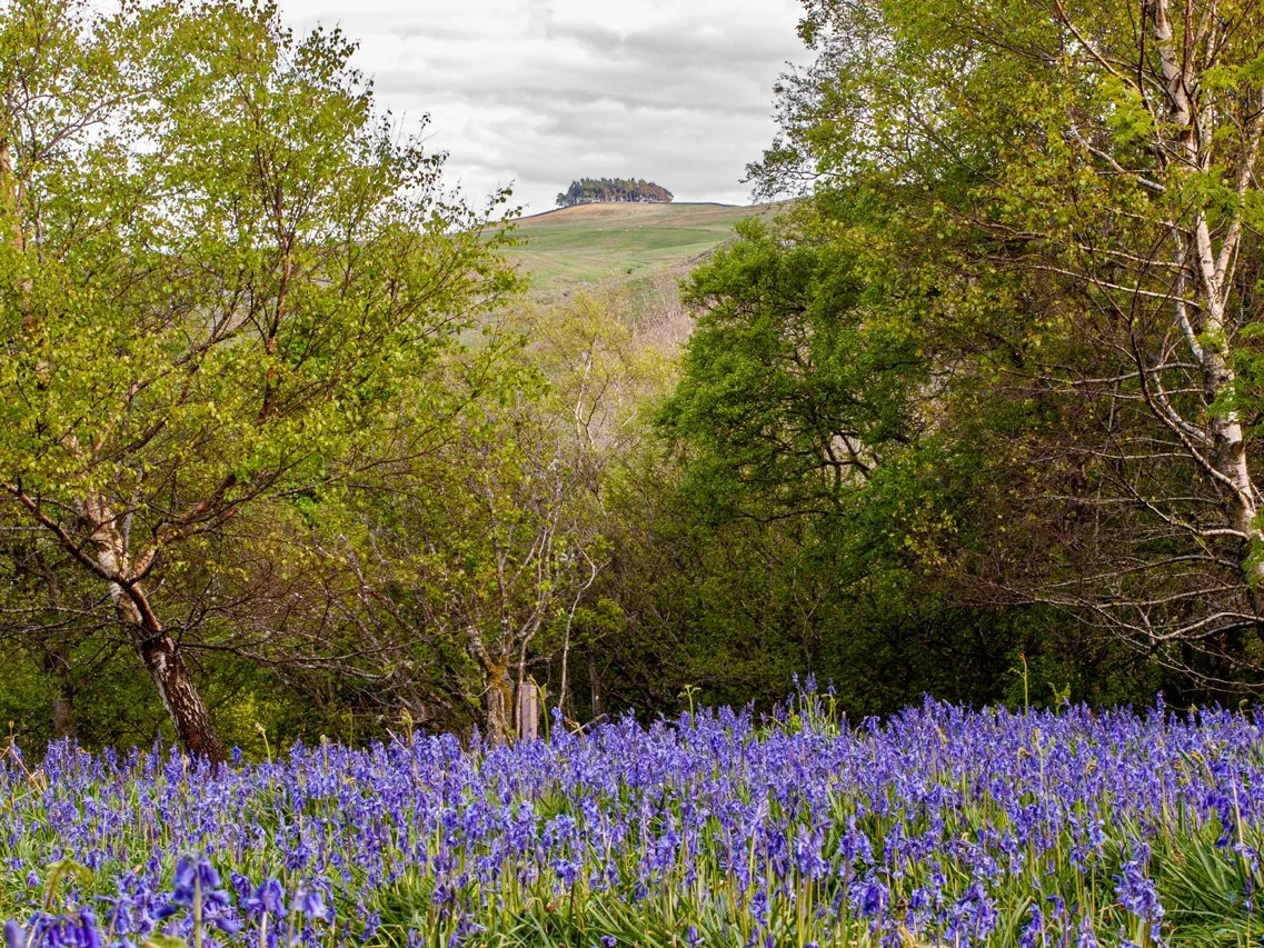 Kirkcarrion with Bluebells