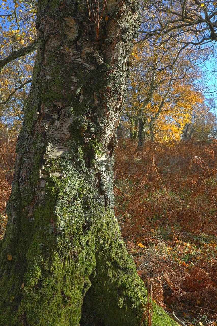 (Merge 8754-54)(20x30).jpg