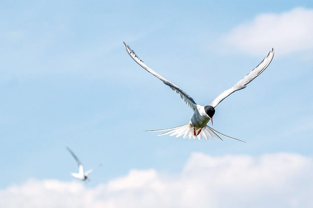 Arctic Terns at the Farne Islands