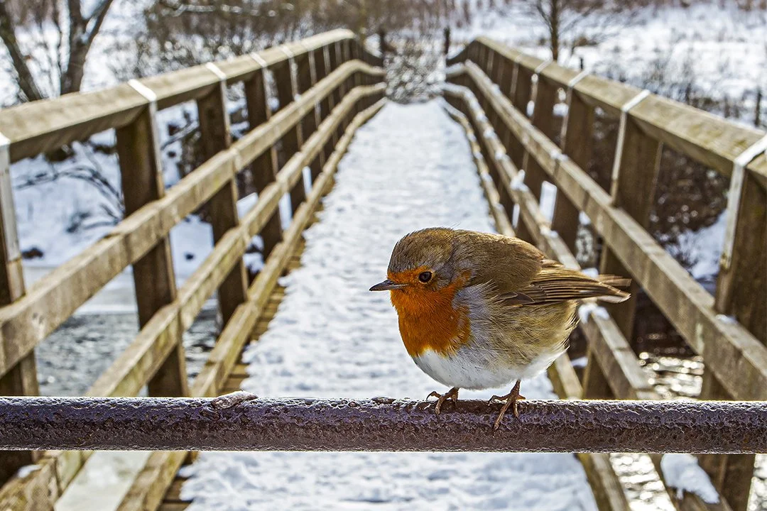 Robin at Holwick Head Bridge