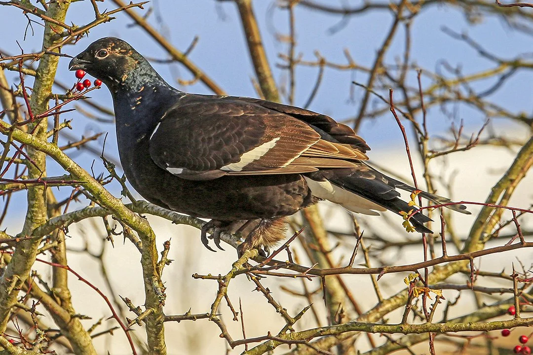 Black cock foraging for berries