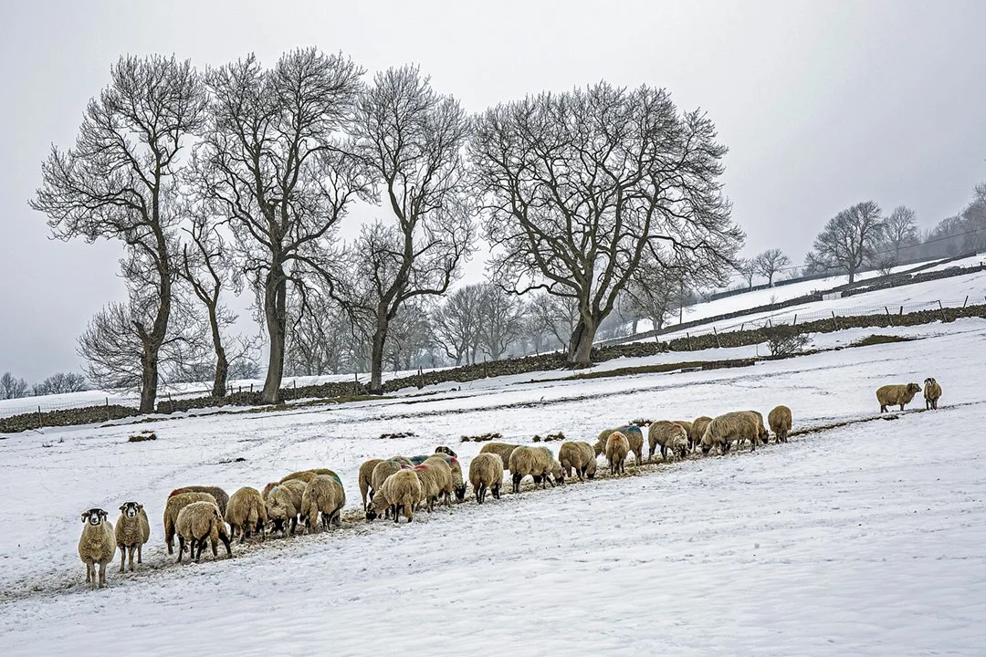 Winter feed, Newbiggin