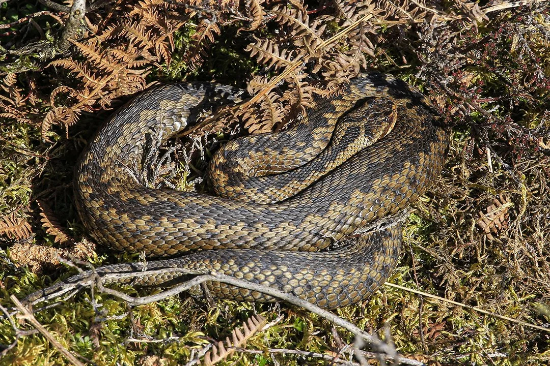 Adder, well camouflaged