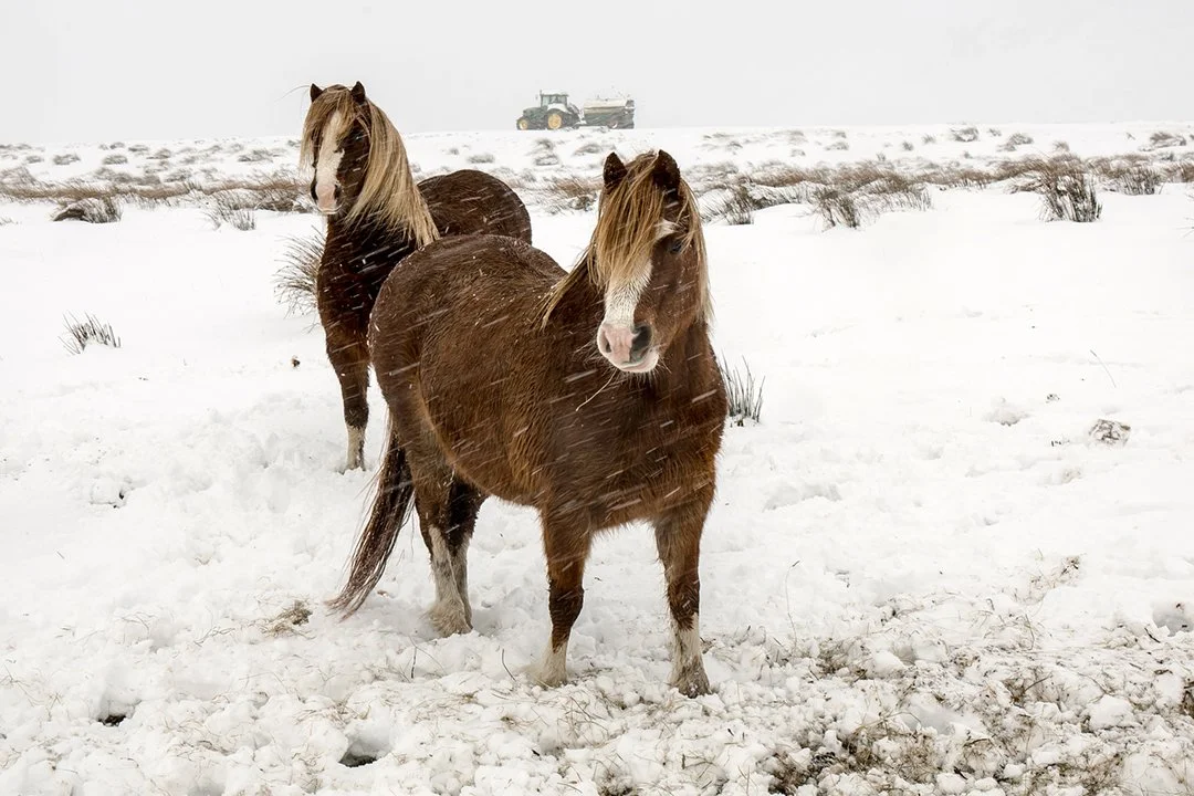 Welsh ponies and a busy farmer in a blizzard 