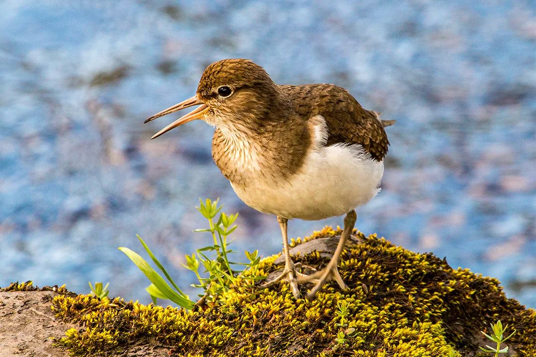 Common Sandpiper