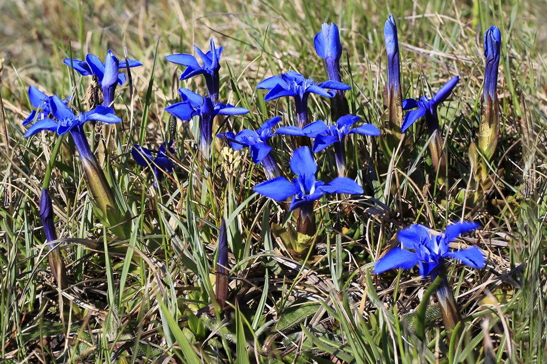 Nature: flowers, trees & woods, fungi & lichens