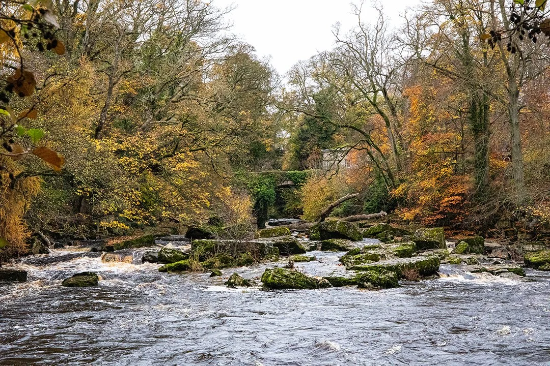 Looking up the Greta from the north side of the Tees