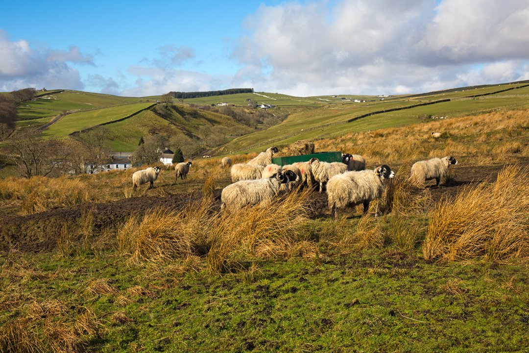 Sheep in a view of Ettersgill