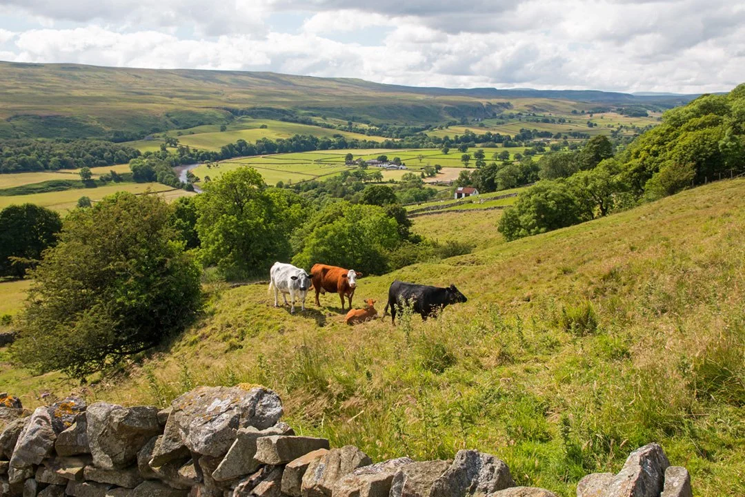Cattle on Middle Side, looking across to Holwick