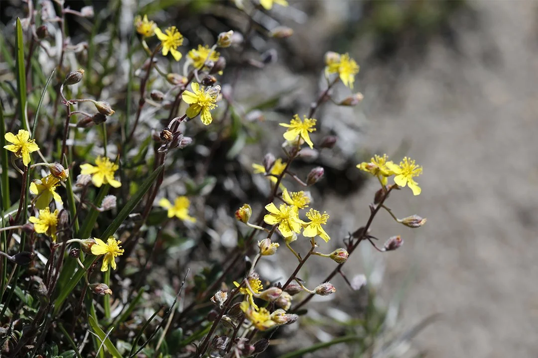 Hoary Rockrose #2