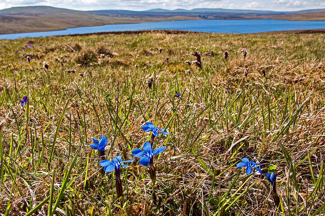 Spring Gentians at Cow Green 