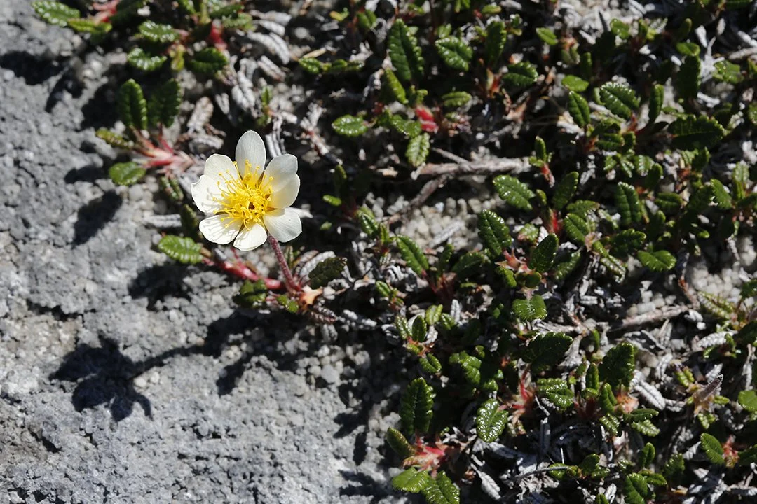Mountain Avens