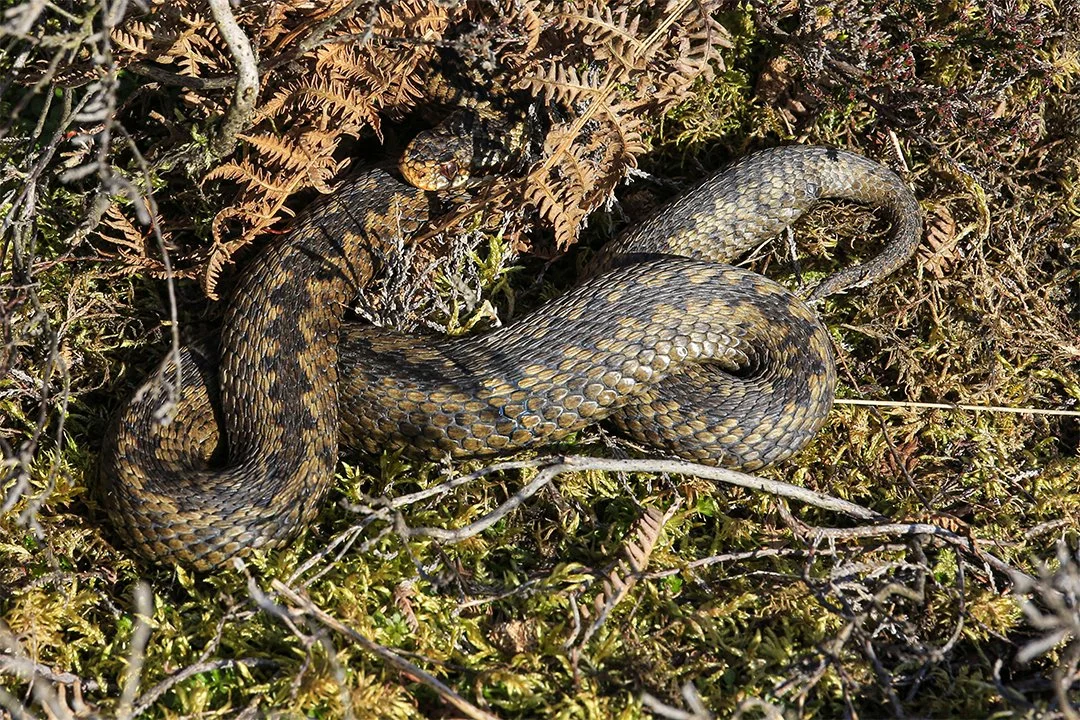 Adder, well camouflage #2