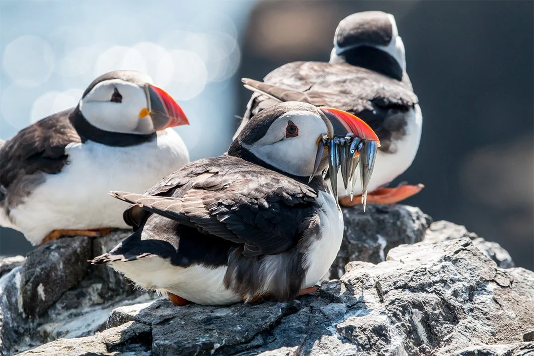 Sand Eels for dinner 