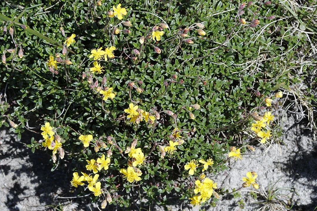 Hoary Rockrose