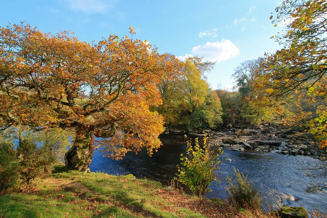 An ancient Oak tree opposite the Meeting of the Waters