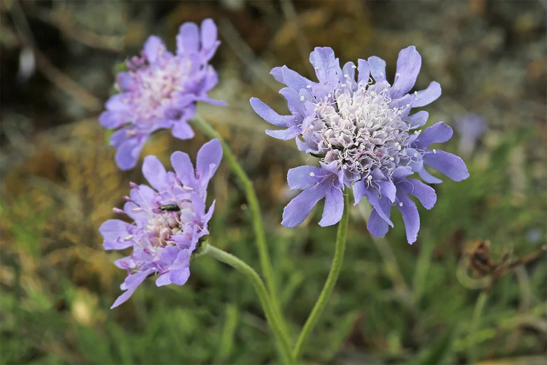 Small Scabious flowers