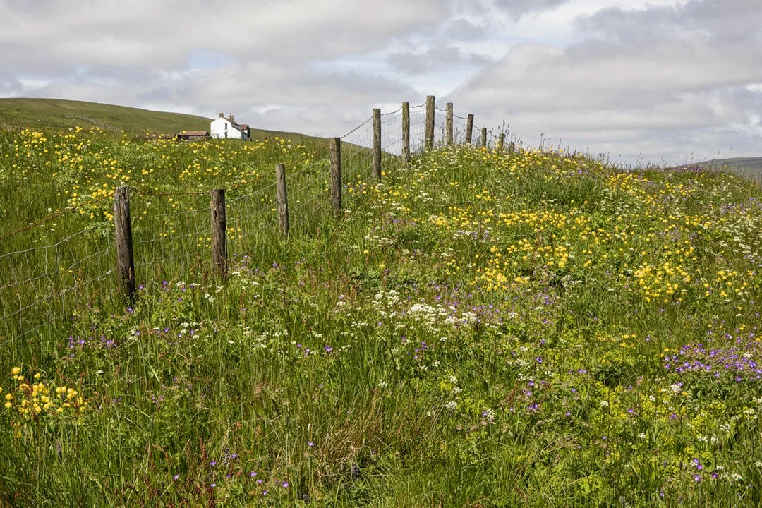 Roadside verge, Harwood #2
