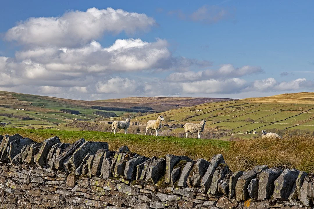 North from Bollihope Common to Stanhope Common